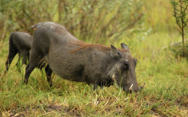 boar, 2K