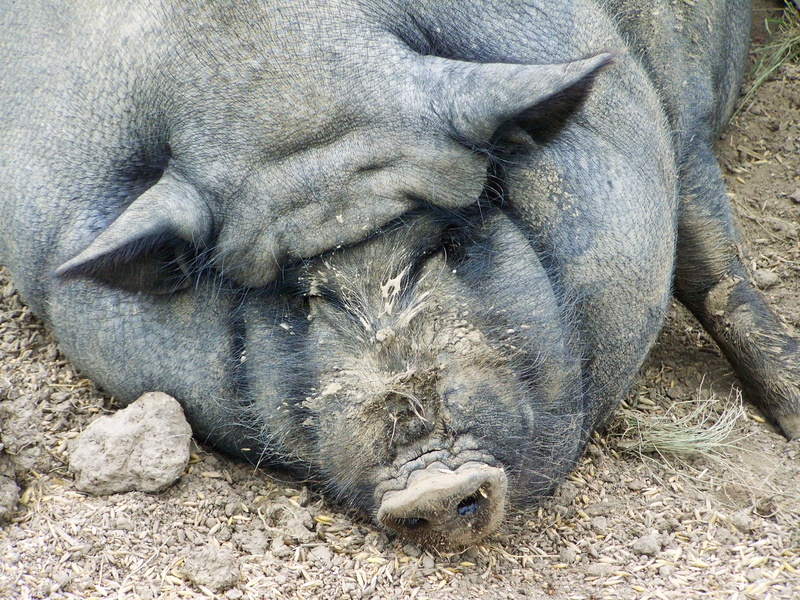 young Animal, outdoors, cute, sleeping, sleep, animal, farm, 2K, day, animal wildlife, eating, livestock, mud, black, mammal, wildlife, animal themes