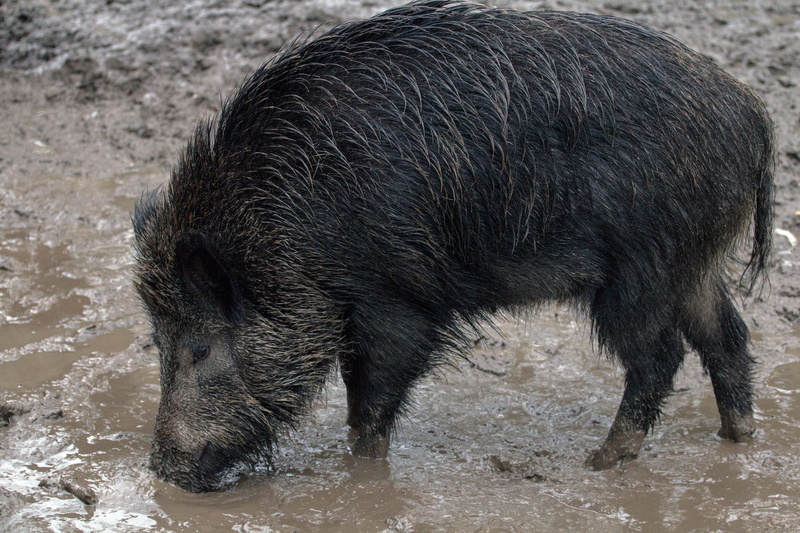 nature, wild, drinking, no people, pig, forest, animal themes, domestic, mammal, vertebrate, animal wildlife, animal, domestic animals, outdoors, 5K, wild boars