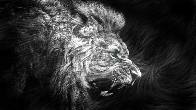 lew, one animal, day, animal wildlife, wild boar, animals in the wild, domestic animals, close-up, looking, nature, dark, lion, animal hair, vertebrate