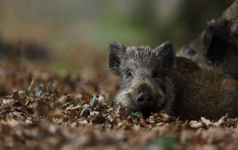 Boar, 4K, Animal, Wildlife