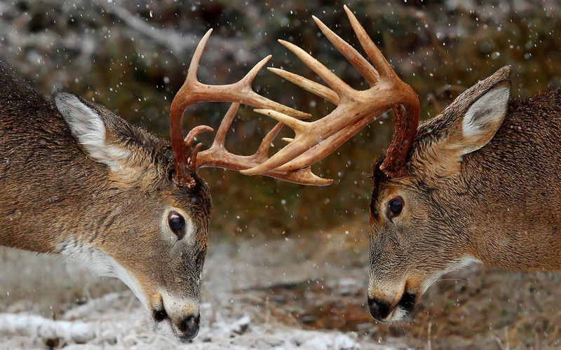 stag, focus on foreground, cold temperature, mammal, antler, wild Boar, 720P, animal head, two, animal wildlife, deers, outdoors, fur, nature, animal