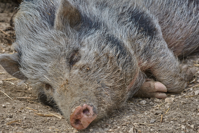 bristles, one animal, nature, concerns, sleepy, animal head, pig, close-up, land, vertebrate, mud, 5K, animal wildlife, forest, snout, animal body part