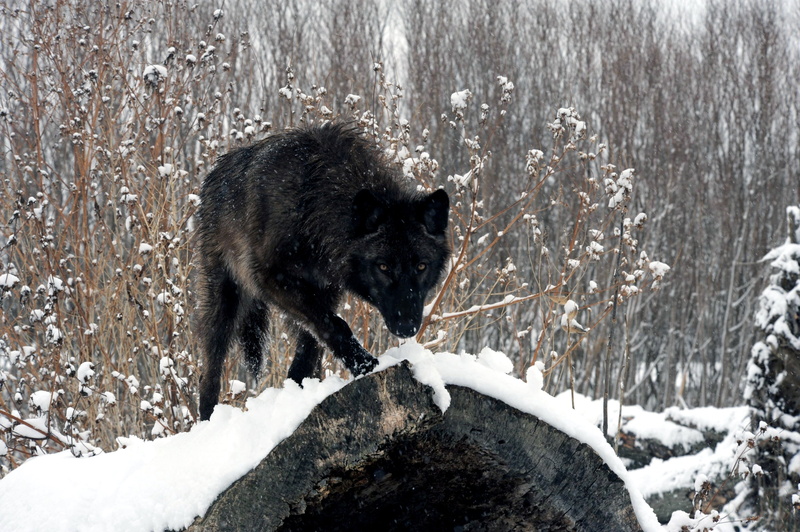 dog, domestic, WOLF, no people, black color, domestic animals, wildlife, cold - Temperature, outdoors, woodland, black, nature, extreme weather, animal