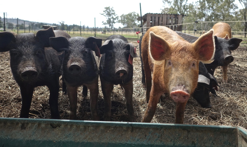 pets, agriculture, vertebrate, domestic animals, animal themes, livestock, nature, animal pen, domestic, fence, hogs, no people, day, snout, field, porker