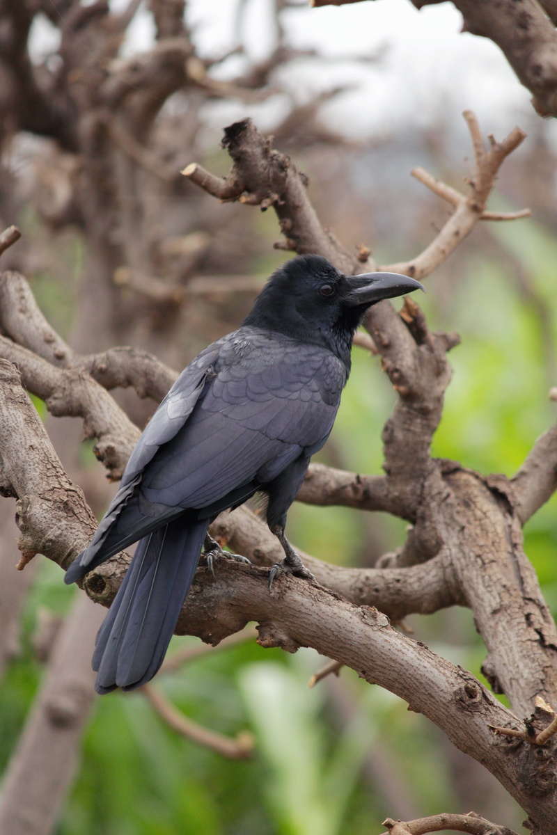 india, animal, tree, beauty in nature, outdoors, black color, maharashtra, #naturephotography, animals in the wild, vertebrate, perching, bird, focus on foreground