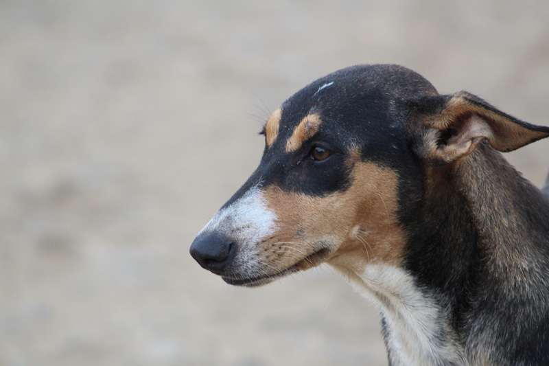 no people, day, animal themes, side view, profile view, mammal, 5K, looking away, close-up, kind, animal body part, canine, stray dog, land, loyal, black