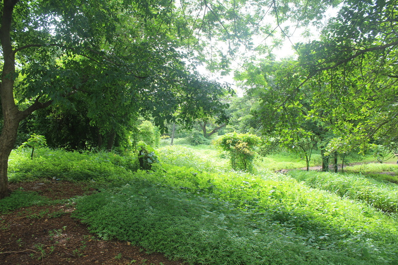 leaves, manik tok, india, tranquility, way, lush foliage, green color, women, 5K, tree, outdoors, green, beauty in nature, navi mumbai, path, brown, foliage