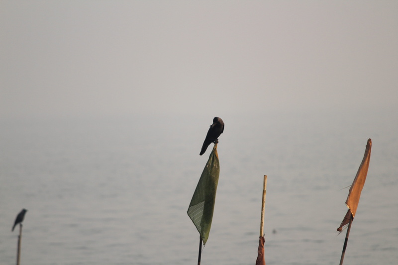 water, scenics - nature, bird, crow, animal, nature, beauty in nature, india, tranquility, sea, pole, sea view point ulwe, copy space, flags, animal wildlife