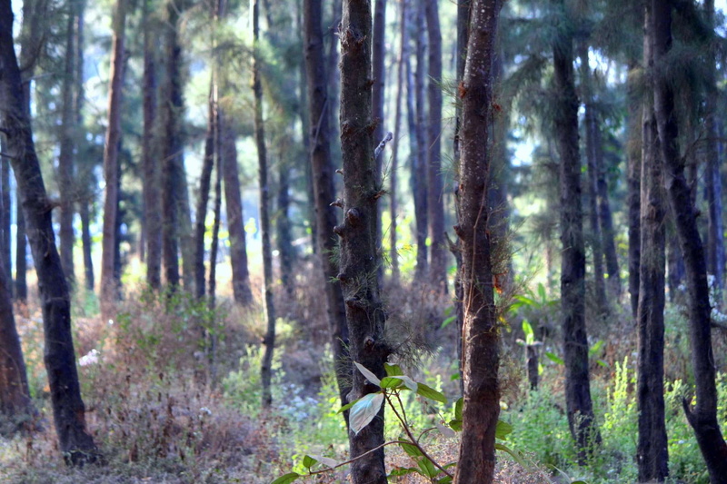 nature, remote, environment, scenics - nature, non-urban scene, tree trunk, coniferous tree, tranquility, pine tree, plant, day, trunk, no people, beach side