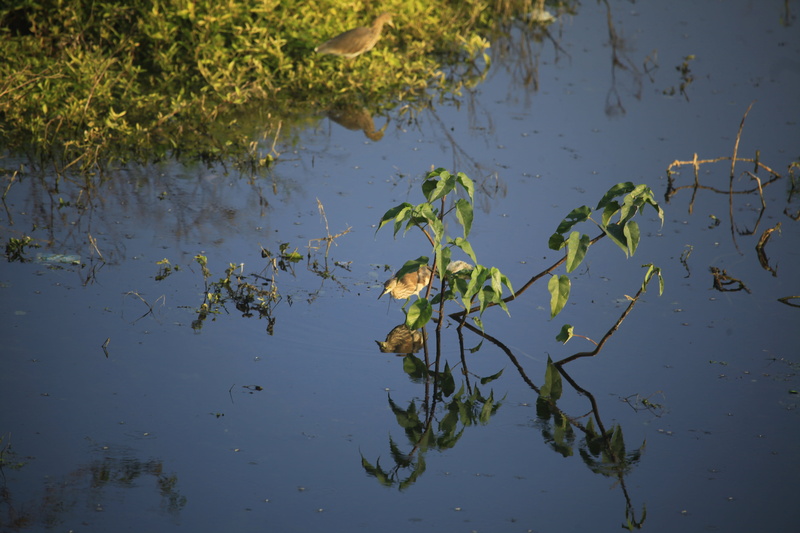 birds, ecology, fauna, animal themes, lake, avian, wildlife, vertebrate, reflection, biology, animal wildlife, maharashtra, swimming, plant part, leaf