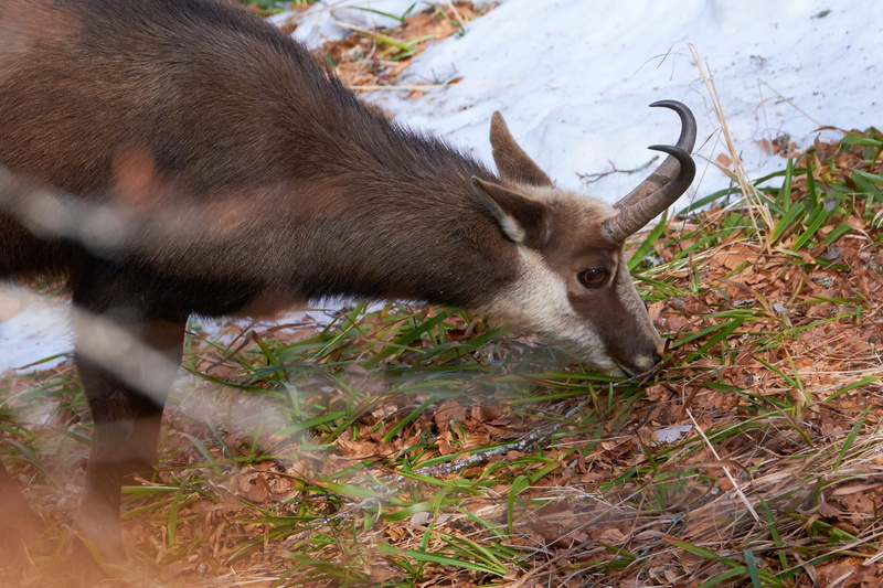 leaves, nature, winter, goat, domestic animals, land, snow, chamois, animals, wildlife, france, animal wildlife, antler, herbivorous, animal head, no people