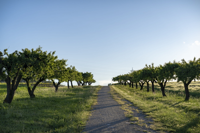 nature, 5K, direction, treelined, vallés, growth, land, sunlight, sky, tree, diminishing perspective, catalunya, field, tranquil scene, road, plant, landscape