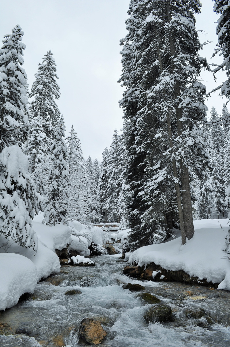 water, outdoors, torrent, winter landscape, france, tree, land, growth, courchevel, high alps, landscape, tranquility, cold temperature, winter, Alps, fir