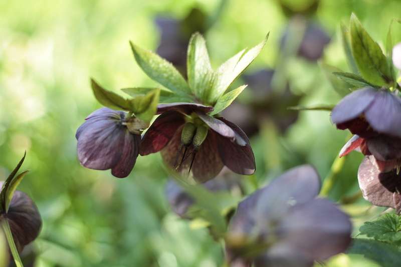 plant, leaves, hellebore, flowering plant, outdoors, flower, nesles-la-vallée, winter, no people, petal, green color, leaf, vulnerability, day, focus on foreground