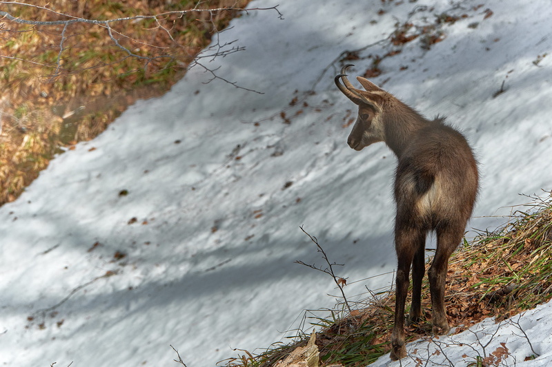 no people, open, outdoors, kangaroo, looking, vallée de chaudefour, wallaby, mountain goat, france, land, goat, horns, mountain, side view, animal, rock - object