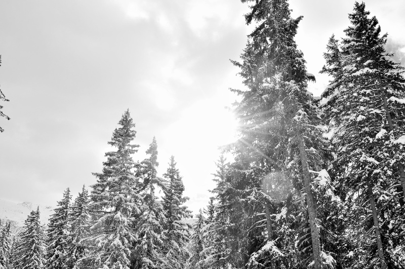 tree, evergreen tree, environment, snow, woodland, nature, no people, land, winter landscape, growth, coniferous tree, cloud - sky, outdoors, 4K, fir tree