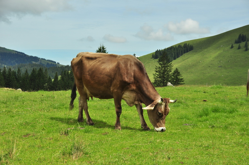 animal themes, landscape, alpine, land, cow, green color, grazing, mountains, outdoors, domestic, cattle, herbivorous, alm, field, mammal, milk cow, animal