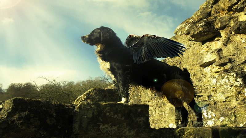 beautiful, sennenhund, clouds, dog, dogs, appenzeller, cute, 1080P, wings, tricolor, animals, nature, flying