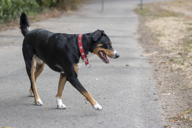 pedigree, cute, one animal, dog, hund, attention, road, adorable, look, mammal, eyes, black, side view, sennenhund, focus on foreground, pets, looking