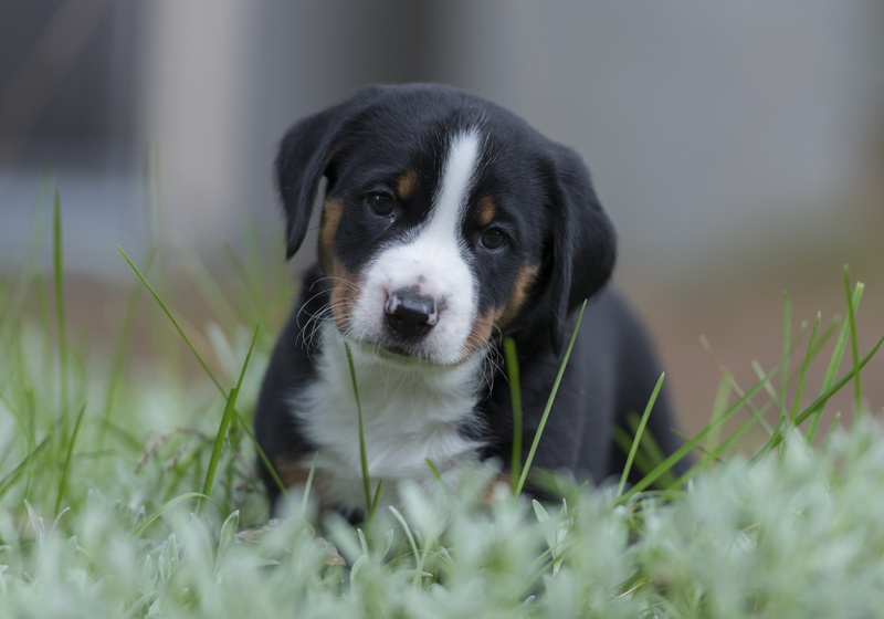 puppy, animal head, pets, vertebrate, mammal, one animal, swiss alps, 4K, looking at camera, grass, animal themes, day, young animal, appenzell, black