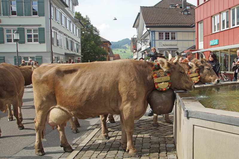 vertebrate, almabtrieb, group of animals, pets, nature, herbivorous, street, animals, outdoors, animal wildlife, livestock, day, tradition, animal, architecture