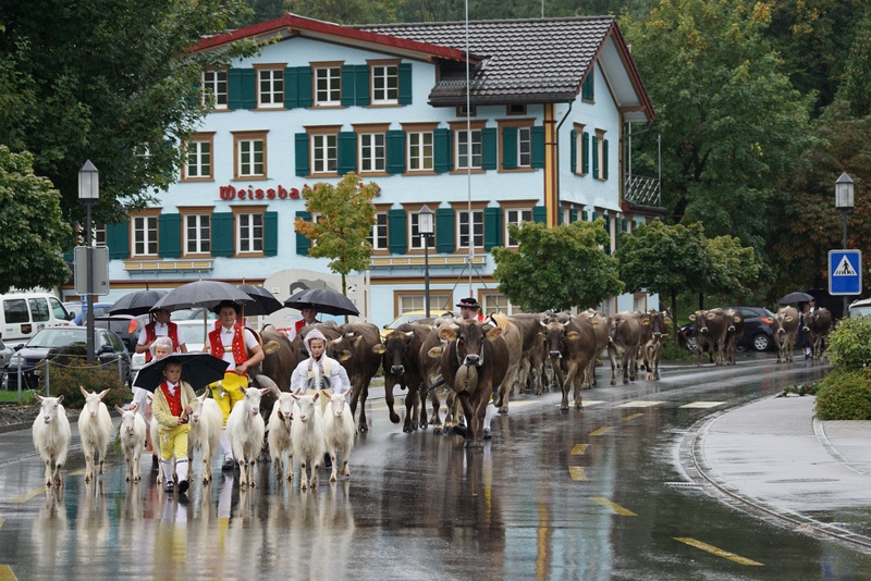 switzerland, mammal, animal themes, domestic animals, building, outdoors, city, nature, rain, group of animals, domestic, cattle, live stoke, goats, water
