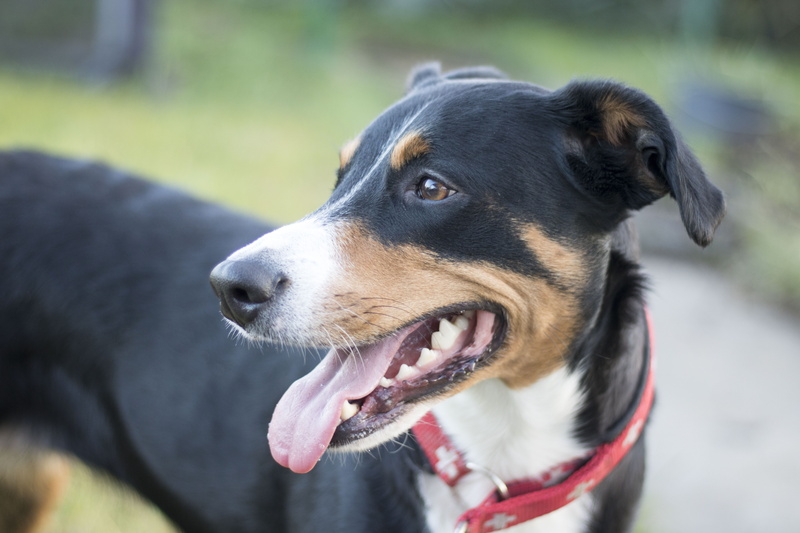 hund, appenzeller sennenhund, mouth open, animal themes, pets, sennenhund, animal nose, 5K, sticking out tongue, animal mouth, no people, canine, one animal
