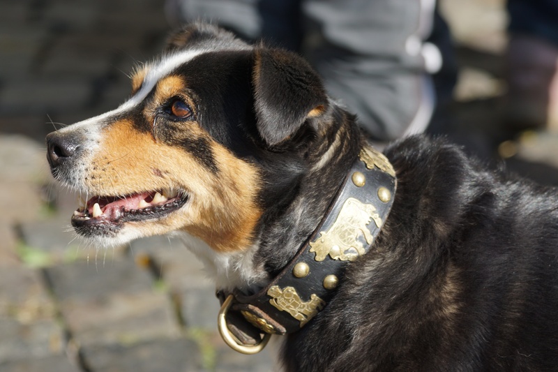 day, pet collar, mouth open, animal head, one animal, blaess, canine, domestic animals, bless, focus on foreground, mammal, customs, appenzell mountain dog