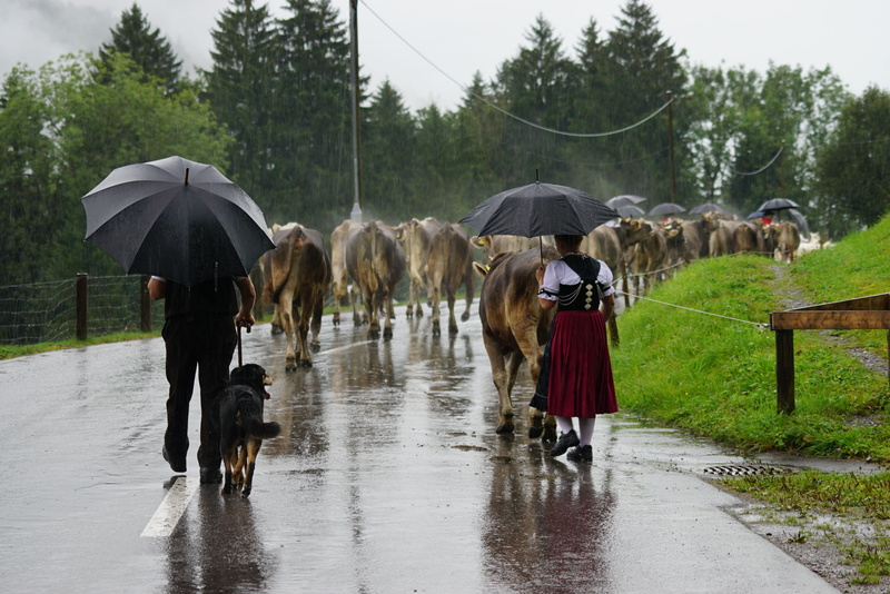 protection, domestic animals, tree, monsoon, rainy season, nature, outdoors, plant, almabtrieb, 4K, pets, umbrella, animal themes, animals, wet, appenzell