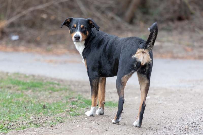appenzeller, domestic, entlebucher, puppy, mountain, vertebrate, friendly, 5K, domestic animals, big, appenzell, field, white, animal, pets, nature, dog