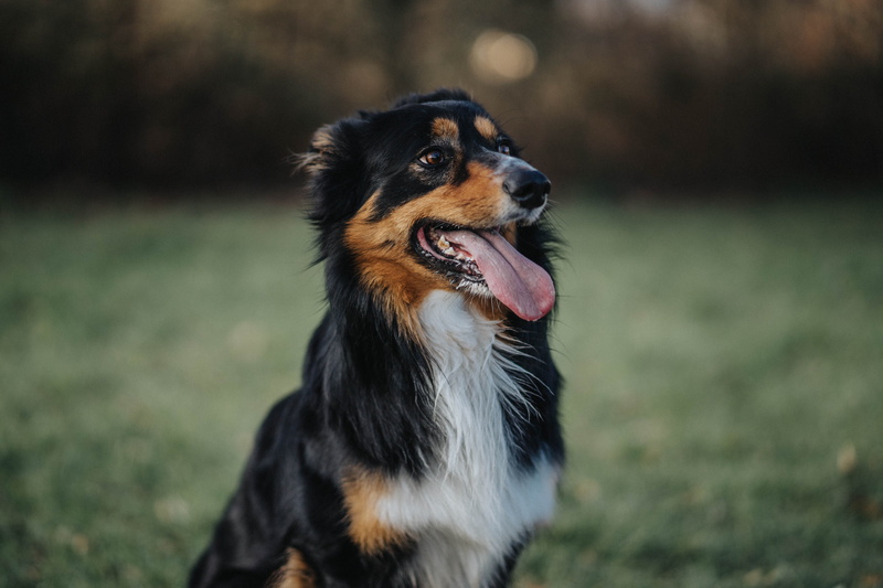 papillon, nature, animal mouth, domestic animals, black, animal, tire, purebred dog, german shepherd, strap, looking away, dog, collie, vertebrate, 5K