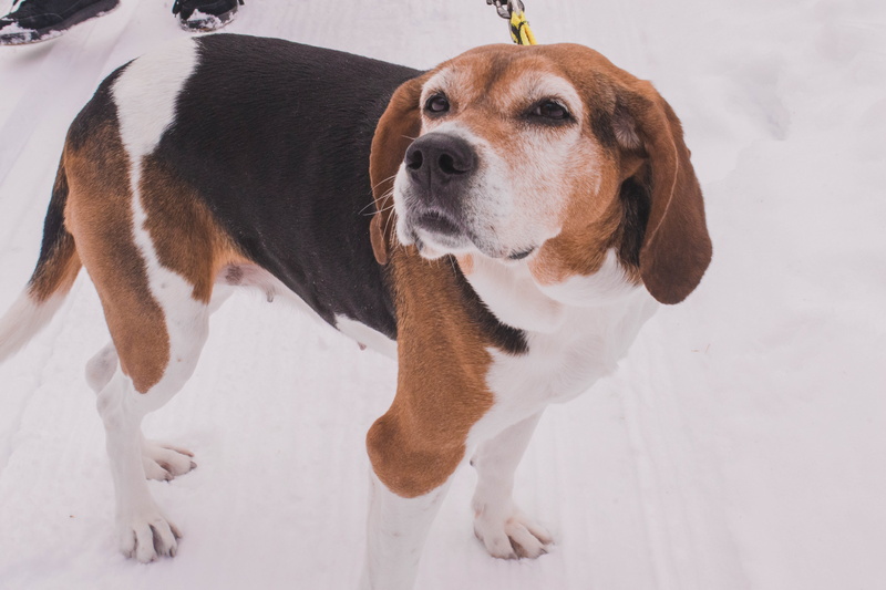 white color, high angle view, jack russell terrier, beagle, pet, vertebrate, one animal, portrait, snow, beverage, pets, hound, united states, houghton