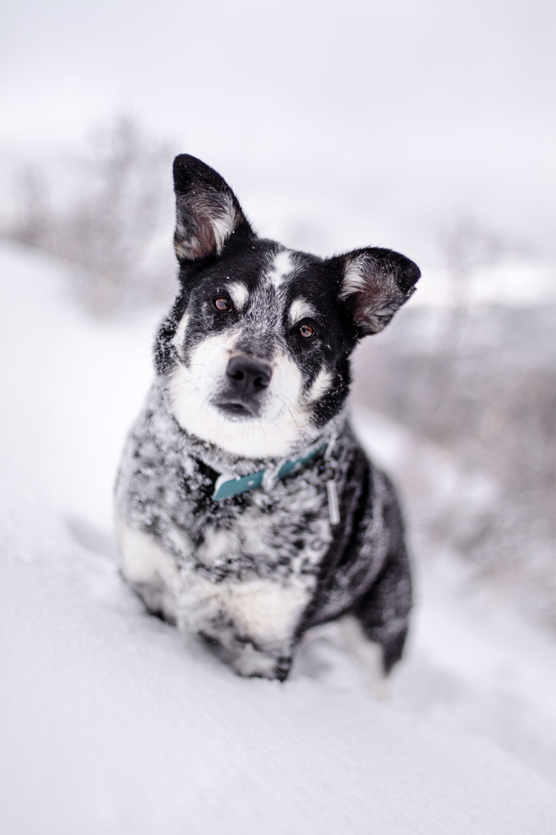 white, snow, selective focus, sitting, domestic animals, blizzard, winter, cold temperature, canine, animal, leash, focus, mammal, pet, husky, no people