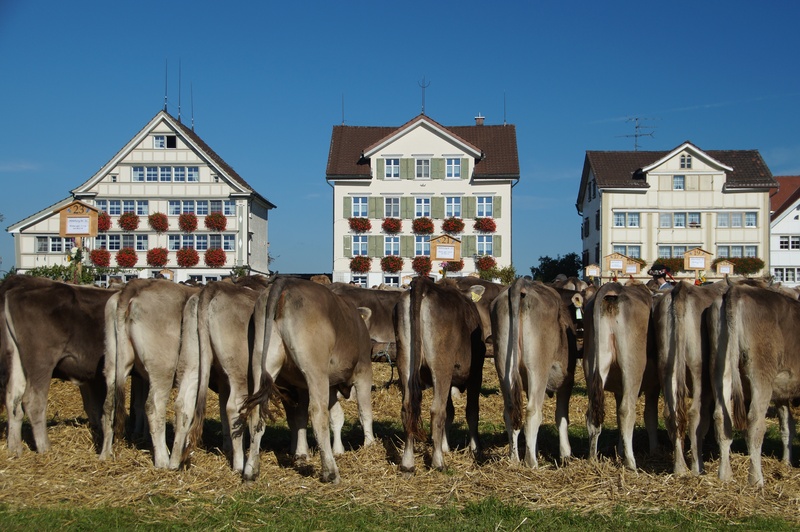 livestock, customs, animals, appenzell, residential district, vertebrate, outdoors, 4K, pets, animal, cows, animal themes, appenzell switzerland, stone
