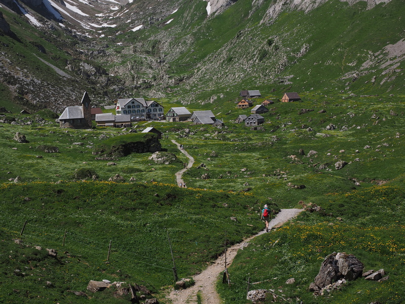 domestic animals, innerrhoden, incidental people, green color, destination, outdoors, trail, 4K, hike, animal themes, alpstein region, appenzell, tree