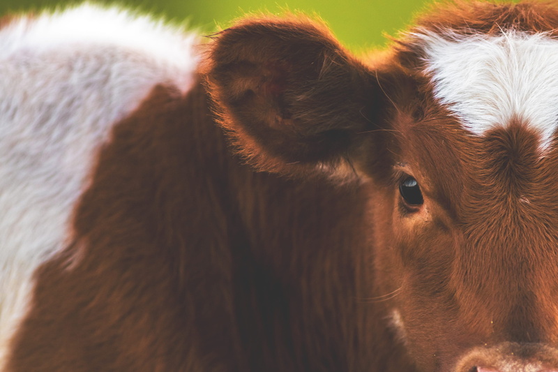 young animal, brown, meadow, one animal, herbivorous, vertebrate, animals, mammal, shot, animal head, animal hair, close-up, Closeup, animal eye, animal themes