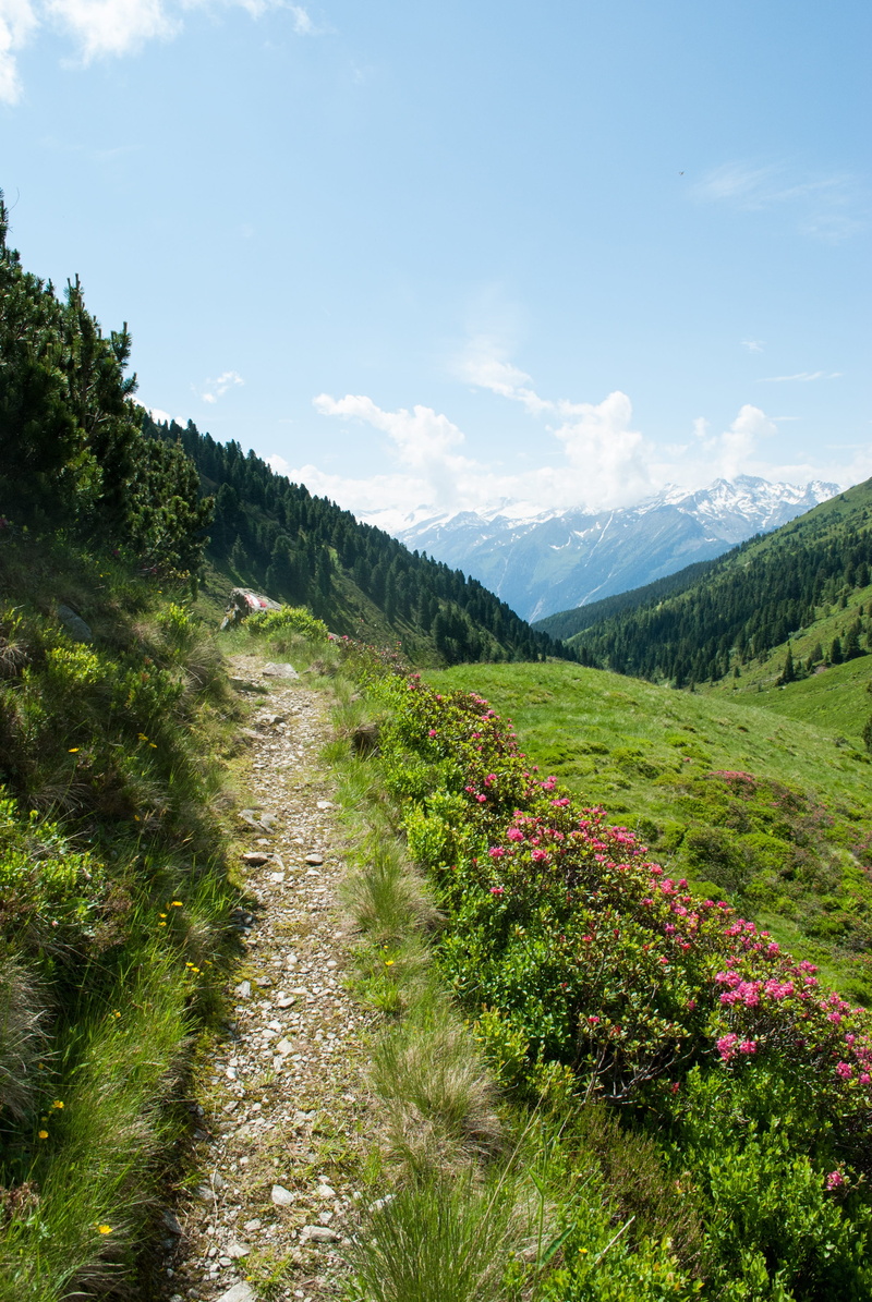 alpine roses, mountain range, scenics, tranquility, sky, non-urban scene, 4K, flowering plant, flower, mountain, summer, almrausch, mountain hiking, environment