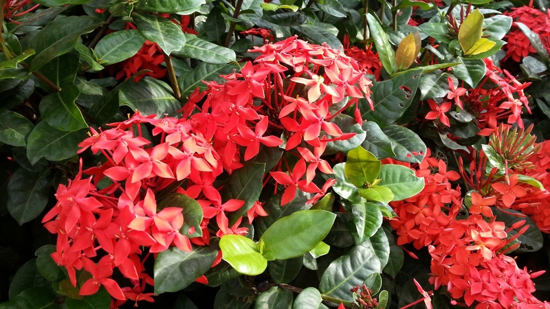flower head, flora, growth, colors, bunch of flowers, outdoors, plants, plant part, flowering plant, bloom, flower, 1080P, flower garden, fragility, beauty in nature