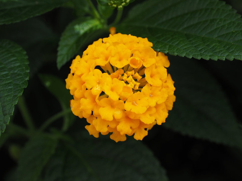 outdoors, fragility, freshness, plant, inflorescence, no people, petal, flowering plant, lantana camara cultivar, blossom, ornamental plant, container plant