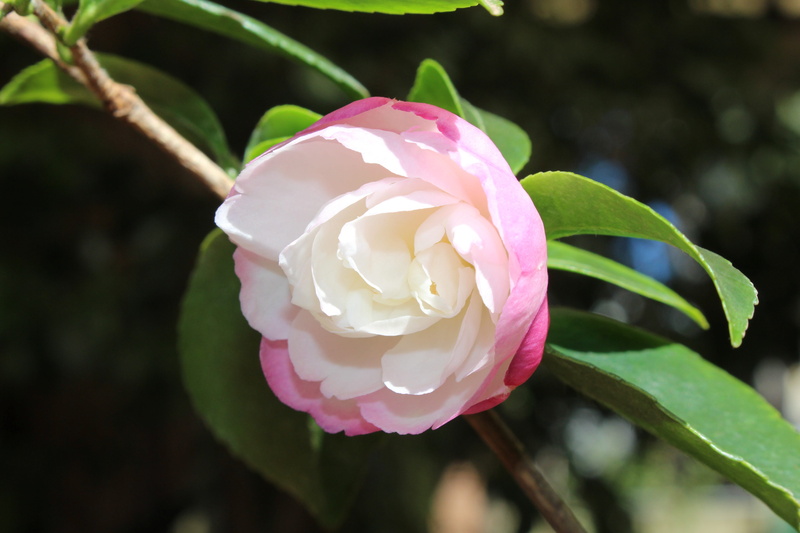 flower, flower head, pink color, sasanqua cultivar, petal, springtime, day, 5K, nature, garden, white, petals, camellia, growth, freshness, flowering plant