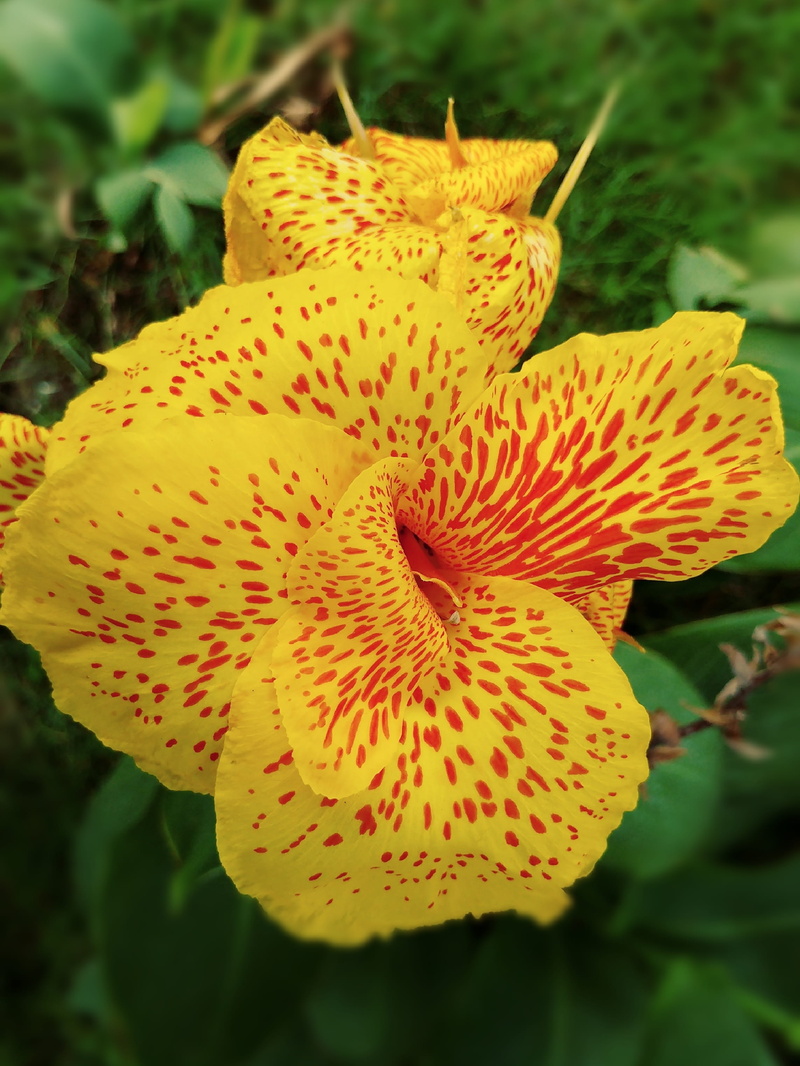 focus on foreground, inflorescence, beauty in nature, flower, freshness, petal, cultivar, no people, 2K, garden, red, floral, yellow flower, growth, blooming