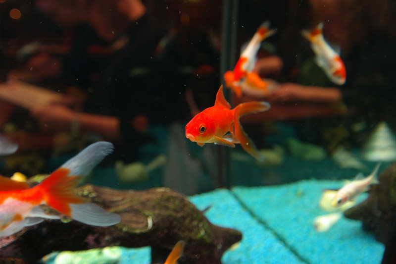 sea, 5K, cultivar, koi, sarasa, animals in the wild, transparent, cyprinidae, animals in captivity, fish, vertebrate, tank, freshwater fish, japanese breeding form
