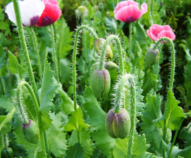 Cultivars, 2K, growth, vulnerability, green Color, botany, Buds, no people, leaf, nature, flowering plant, outdoors, bud, day, poppy buds, selective focus