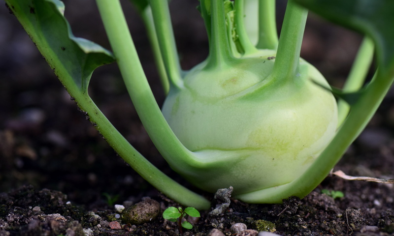 wellbeing, vegetable, land, food and drink, plant, vitamins, cabbage, cultivation, vegetables, no people, cultivar, gardening, day, vegetable patch, organic