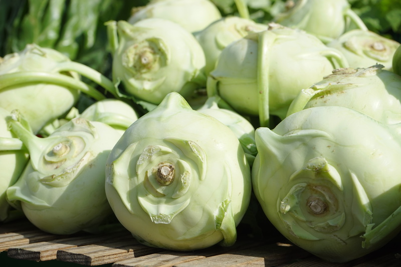 turnip, kohlrabi, brassica oleracea var, cultivar, outdoors, vegetable plant, full frame, raw food, upper kohlrabi, green color, gongylodes l, green, large group of objects