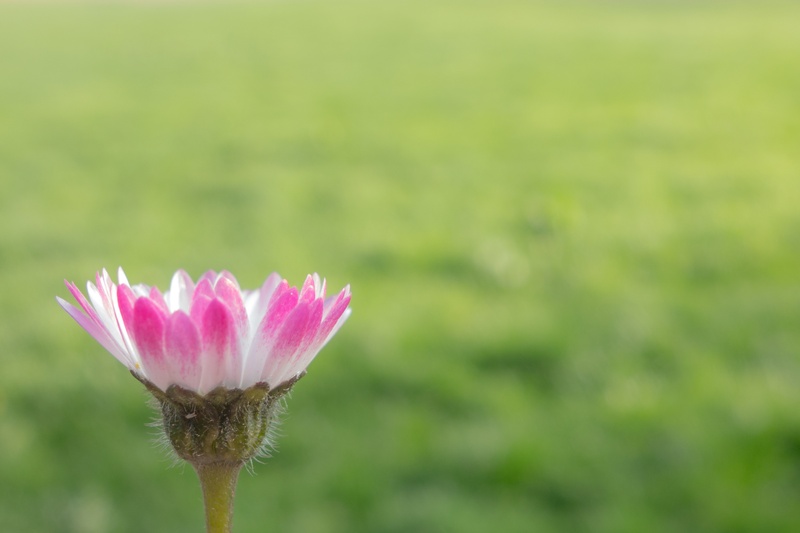 pink daisy, beauty in nature, flowering plant, outdoors, vulnerability, fragility, flower head, nature, flower, bloom, close-up, meadow, growth, bokeh