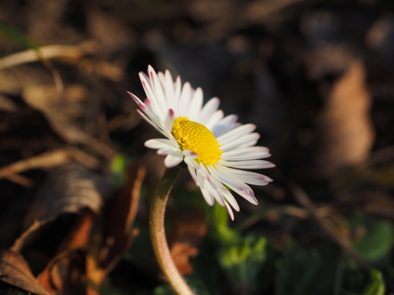 composites, petal, outdoors, harbinger of spring, noble, white, softness, flower head, food plant, bellis philosophy, plant, close-up, nature, multiannual daisy