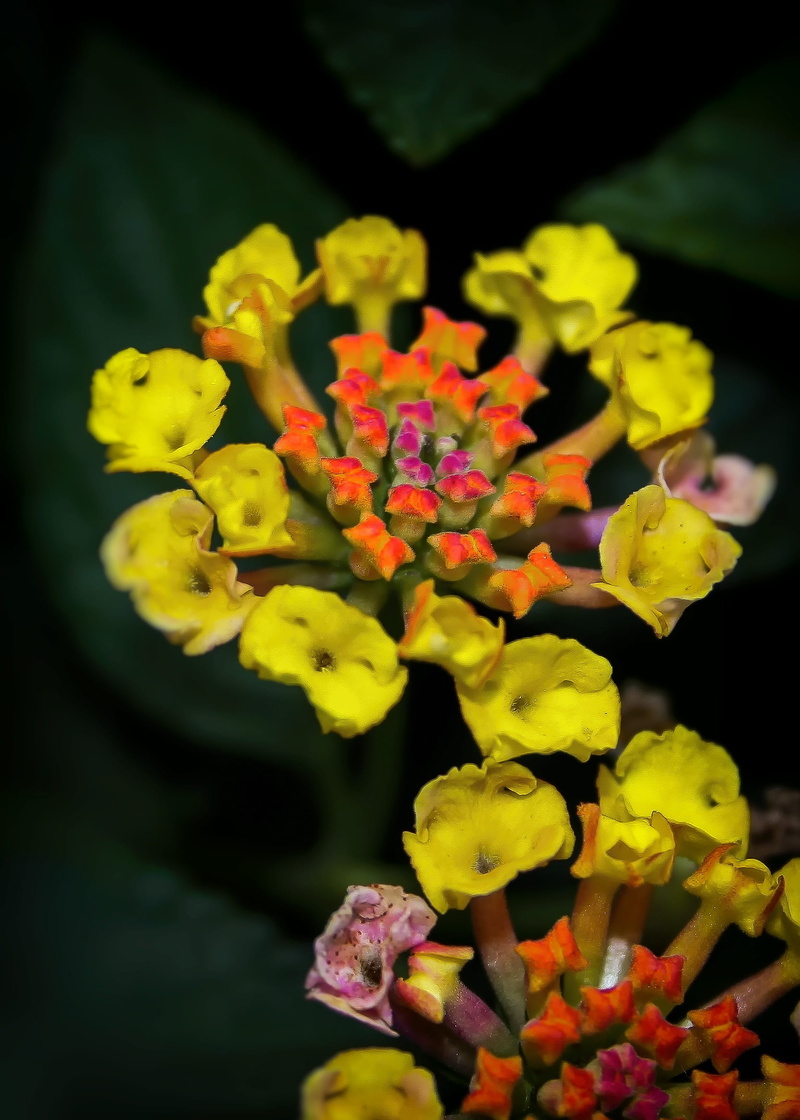 lantana camara cultivar, outdoors, purple, Bloom, garden, vulnerability, flower head, pink, nature, inflorescence, close, lantana camara, Lantana, color