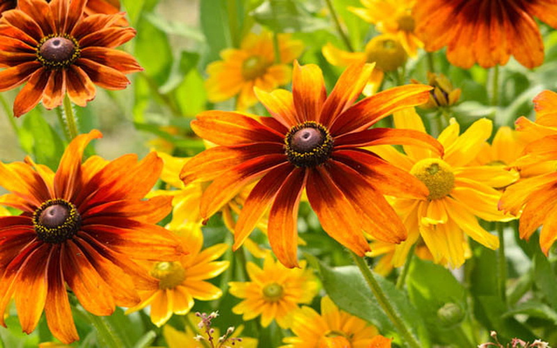 part, flora, plant, asteraceae, summerly, coneflower, flowering, susan, cultivar, rudbeckia, black, compositae, summer, cappuccino, yellow, hirta, brown